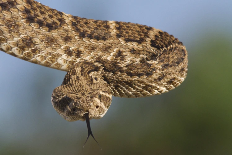 Common Brown Snake Dreams And Meanings