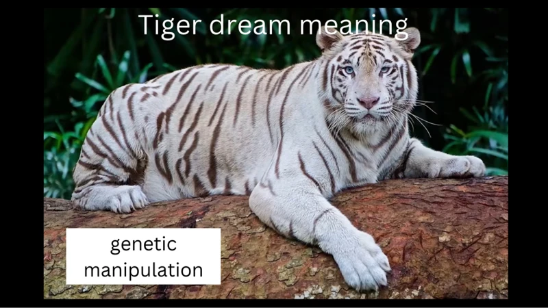 Interpreting A Tiger Dream Biblically