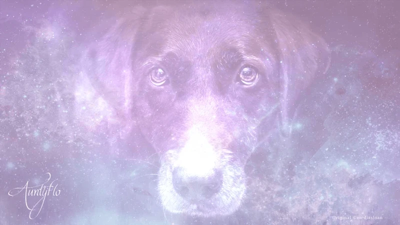 Interpreting The Symbolism Of A Black Dog In Dreams