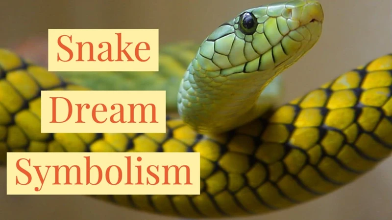 Possible Meanings Of Dreaming Of A White Snake