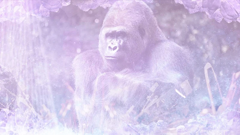 The Symbolism Of Gorillas