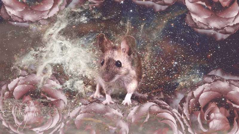 The Symbolism Of Mice In Dreams